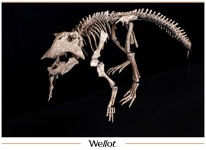 Скелет Рогатого Динозавра Psittacosaurus