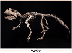 Скелет Рогатого Динозавра Psittacosaurus